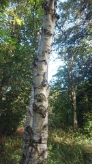 Betula pendula