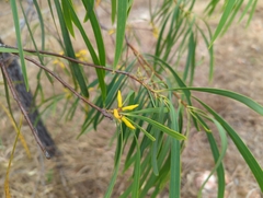 Persoonia