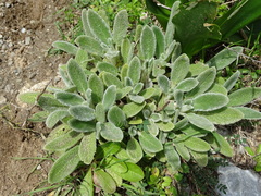 Stachys cretica