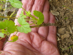 Pelargonium elongatum