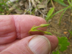 Pelargonium elongatum