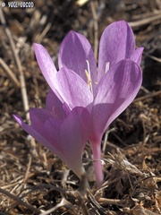 Colchicum feinbruniae