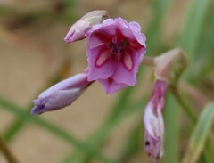 Gladiolus gueinzii