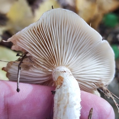 Pholiota lenta
