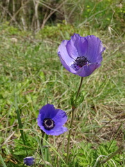 Anemone coronaria