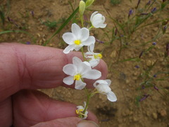 Cyanella lutea