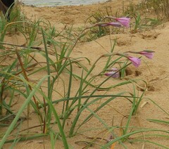 Gladiolus gueinzii