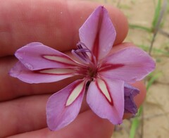 Gladiolus gueinzii