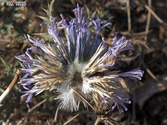 Echinops adenocaulos