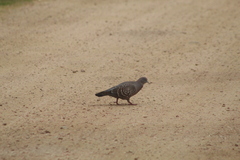 Patagioenas maculosa