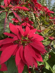 Euphorbia pulcherrima