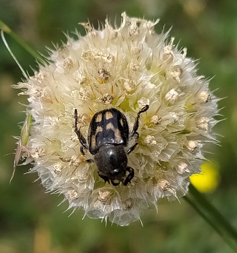 Anisoplia monticola