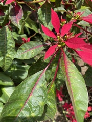 Euphorbia pulcherrima