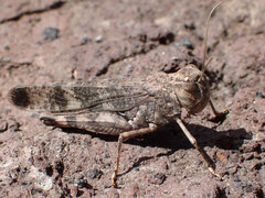 Scintharista notabilis