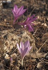 Colchicum feinbruniae