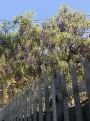 Bolusanthus speciosus