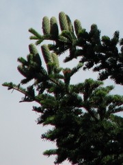 Abies × borisii-regis