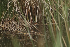 Laterallus melanophaius