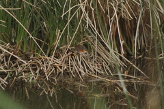 Laterallus melanophaius