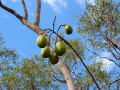 Cochlospermum gillivraei