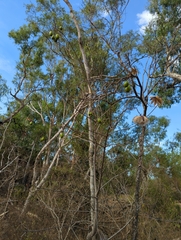 Cochlospermum gillivraei