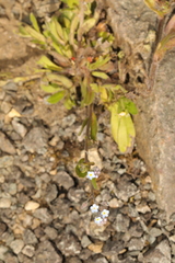 Myosotis arvensis