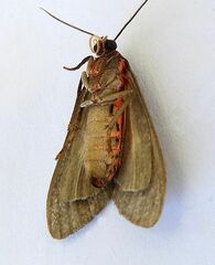 Euchaetes zella