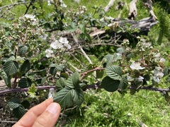 Rubus affinis