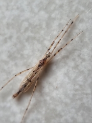 Styringomyia