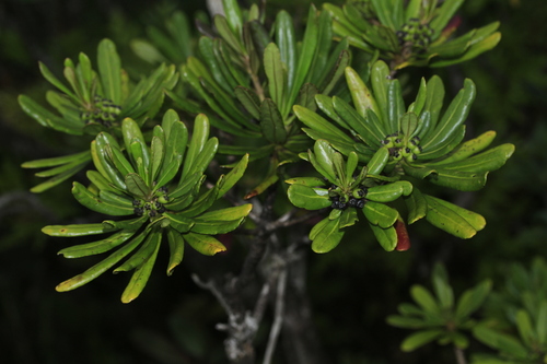 Scaevola balansae observed 2020-02-22