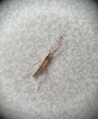 Styringomyia