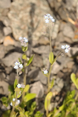 Myosotis arvensis