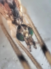 Styringomyia