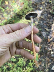 Leratiomyces squamosus