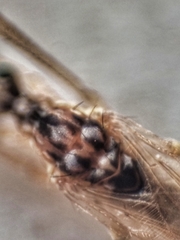 Styringomyia