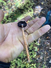 Leratiomyces squamosus
