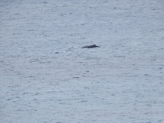 Megaptera novaeangliae australis