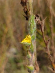 Philydrum lanuginosum