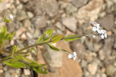 Myosotis arvensis