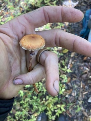 Leratiomyces squamosus