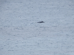 Megaptera novaeangliae australis