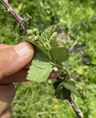 Rubus affinis