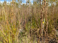 Philydrum lanuginosum