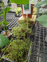 Mediocalcar decoratum