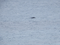 Megaptera novaeangliae australis