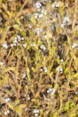 Myosotis arvensis