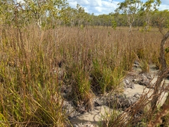 Philydrum lanuginosum