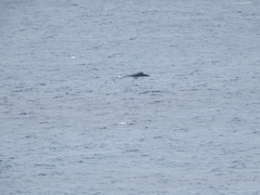 Megaptera novaeangliae australis