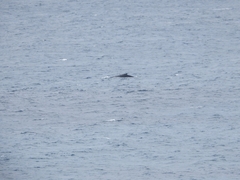 Megaptera novaeangliae australis