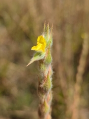 Philydrum lanuginosum